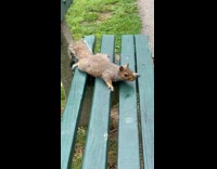 Squirrel lay on beach beside filmer breakfast
