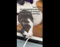 Cat pretending to eat phone charger 