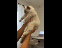 Guy holding cat show off dance moves