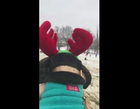 black dog blue swear red antlers sledding