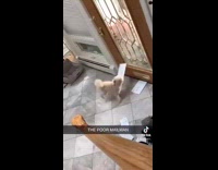 Collab BitchMP - Dog destroys and tears up mail coming through door 