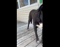 Girl feed bok choy leaves to dog