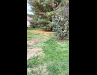 Collab Clips MPUGC - Squirrel runs past confused dog