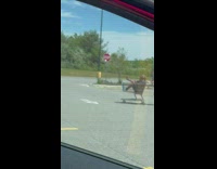 Two women with a pushcart on the parking lot