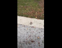 Fedex delivery guy scared of kitten 