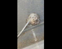 Baby spiders crawl around white sac