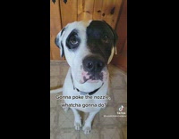 Collab BitchIG2 - Black and white dog looking at camera boop zone