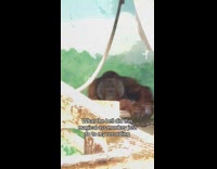 Woman filming orangutan screen flashes randomly