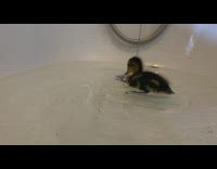 Brown baby duck duckling swims in bathtub 