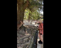 Woman feed deer after bowing Nara park