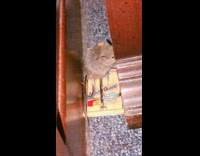 Mouse stares and sits on mouse trap without text