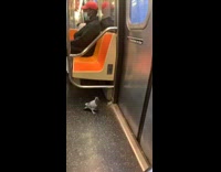Pigeon walks around subway train orange pt. 2