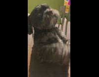 Cute dog asks for belly rubs by begging with its front paws