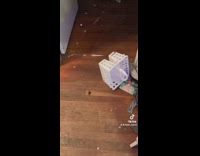 Girl throws different items at cockroach and fails 