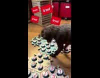 Collab BitchMP - Black dog walks into room whining and hits treat button 