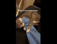 Cat happily bites and hugs hoomans shirt sleeve