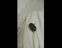 Beetle crawls on the bed sheets and flies