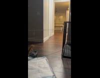 Cat peeks nearby on the new puppy