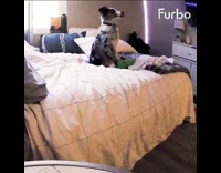 Australian shepherd falls back on bed 