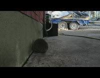 Hedgehog ball form on the wall and then leaves