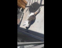 Collab PLC - Cat lay down roll over under sunlight