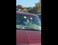 Bird eating another bird on top of car