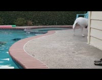 White dog spins around red harness pool 