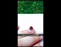 Ladybug poop on finger nail balcony tiktok