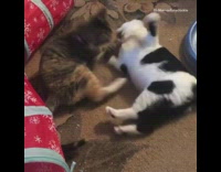 Two kittens play fight by blue toy 