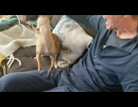 Man play with brown dog bite fingers