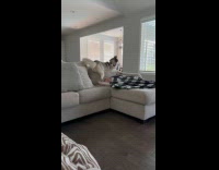 Collab Clips MPUGC - Dog sits on teens face 