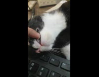 Pet cat asleep keyboard plays with tongue
