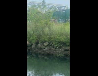 Beaver swimming on creek 