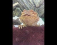 Brown reptile lizard eats food slow motion