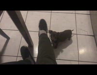 Guy wont give brown puppy cookie crisp