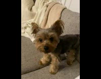 Collab BitchMP - Dog runs onto couch runs away