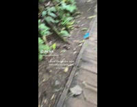 Collab ClipsIG - Blue Butterfly Flies Away from Damp Ground