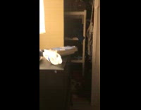 Cat jumps off table kicks everything back 