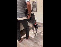 Man hold arms of standing dog and dance