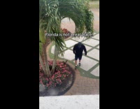 Old man kick squirrel then follow him