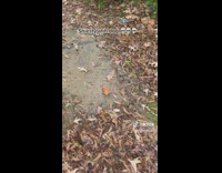 Guy follows a dog that got into his yard 