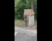 Fat racoon take burger trash bin