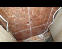 Thin spider webs caught fly on trap