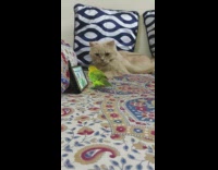 Bird and cat hang out on bed