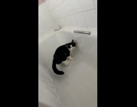 Cat scratching bathtub wall 