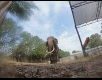 Elephant inside gated area walks towards camera on the ground