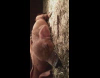 One day old baby pig sleep coop