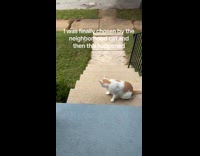 Girl spills drink cat leaves
