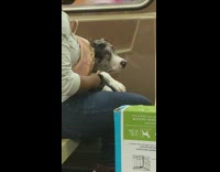 Dog from package photo sits on train ride 