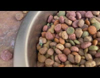 Small spider hold fly dog food bowl